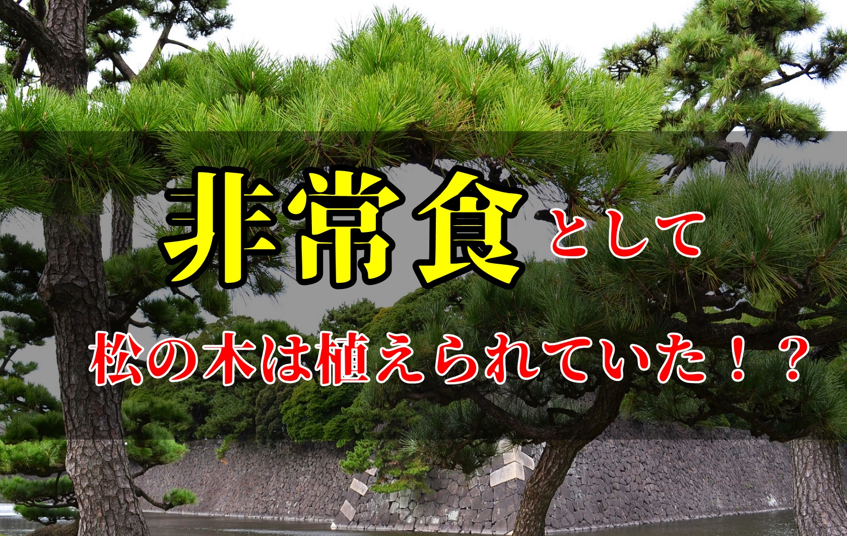 松の木は食べられる お城に松の木が多かった驚愕の真実とは いちたの祭り日誌