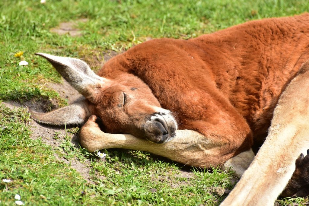 カンガルーの名前の由来は 分からない だった いちたの祭り日誌